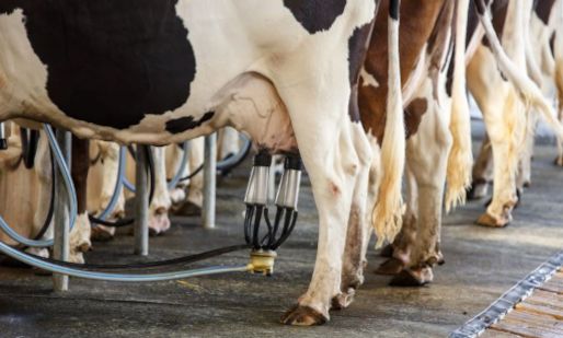 Chia sẻ cách nhận biết đâu là sữa tươi nguyên chất 100%, không pha bột, không chất bảo quản